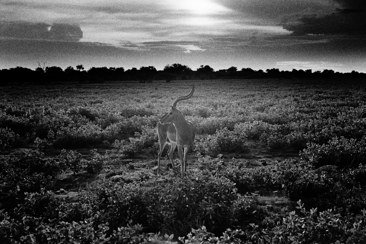 Sbringbok Dream