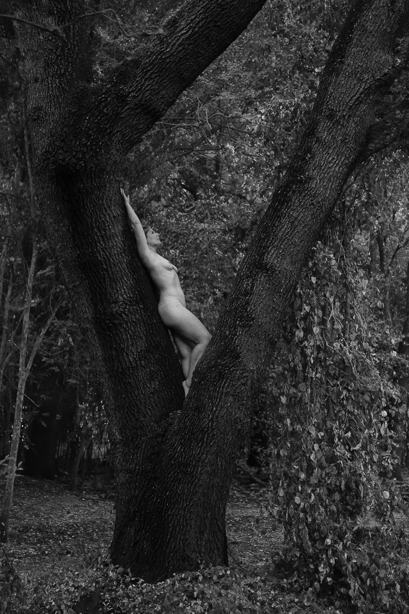 Dryad
