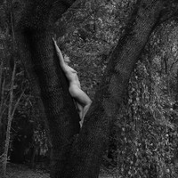 Dryad