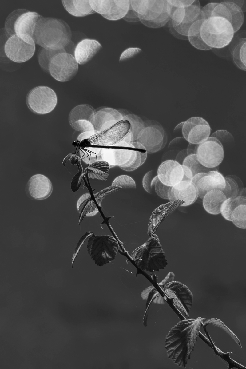 Fragile Light
