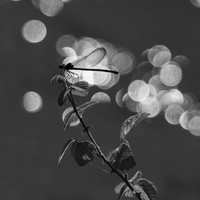 Fragile Light