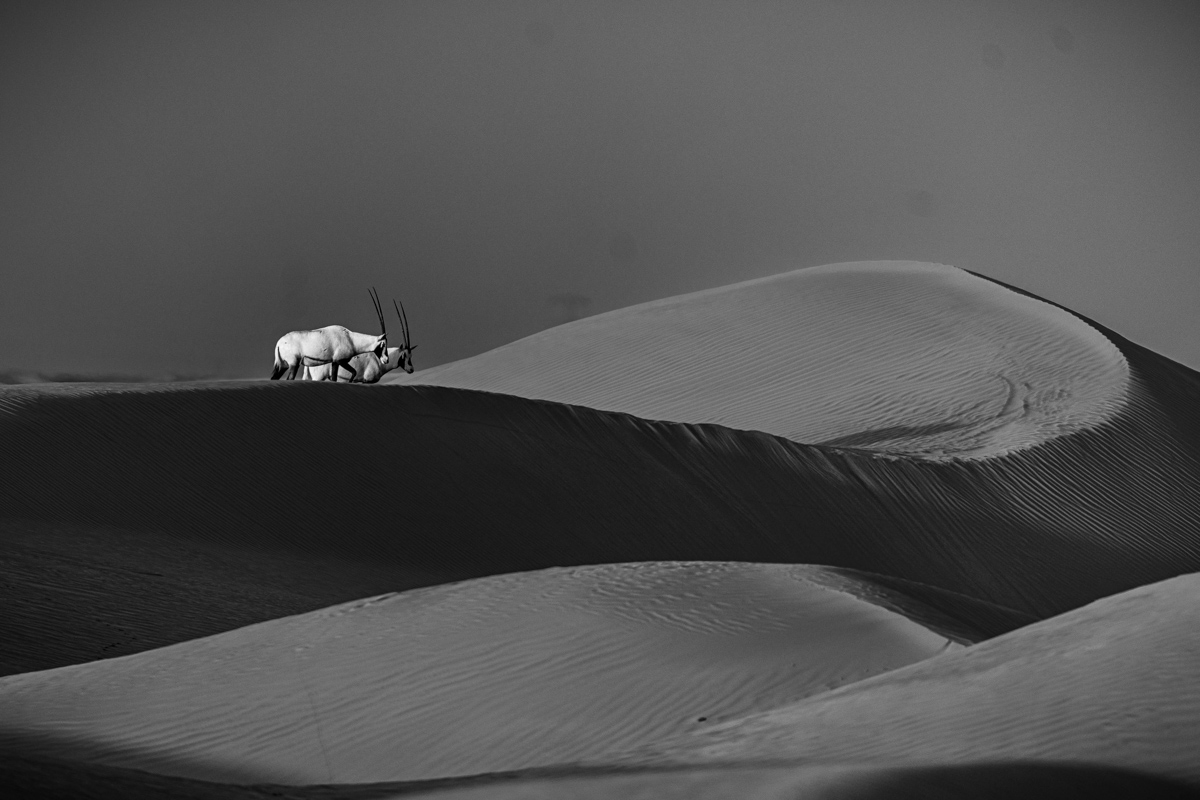 Across the Dunes