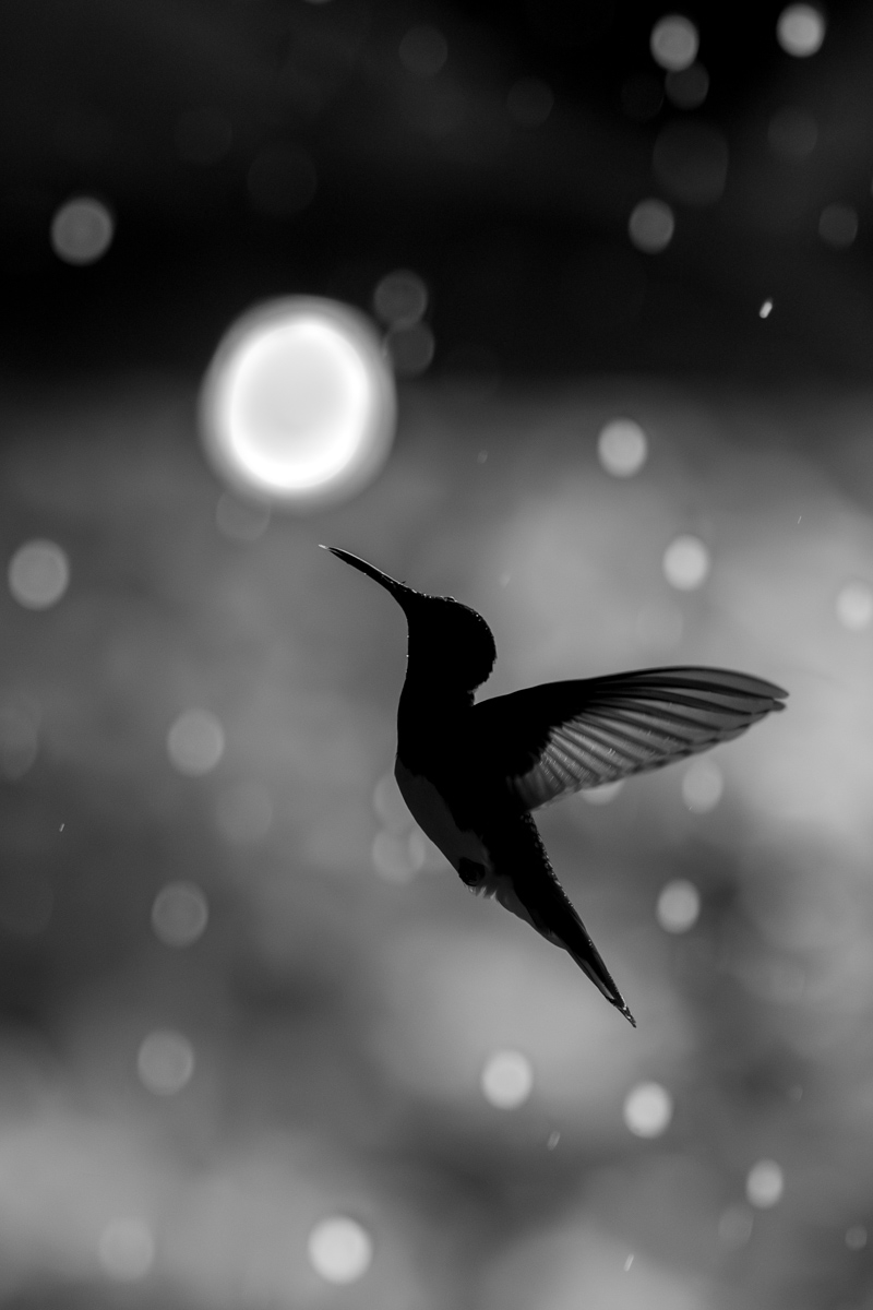 Haloed Flight