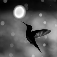 Haloed Flight