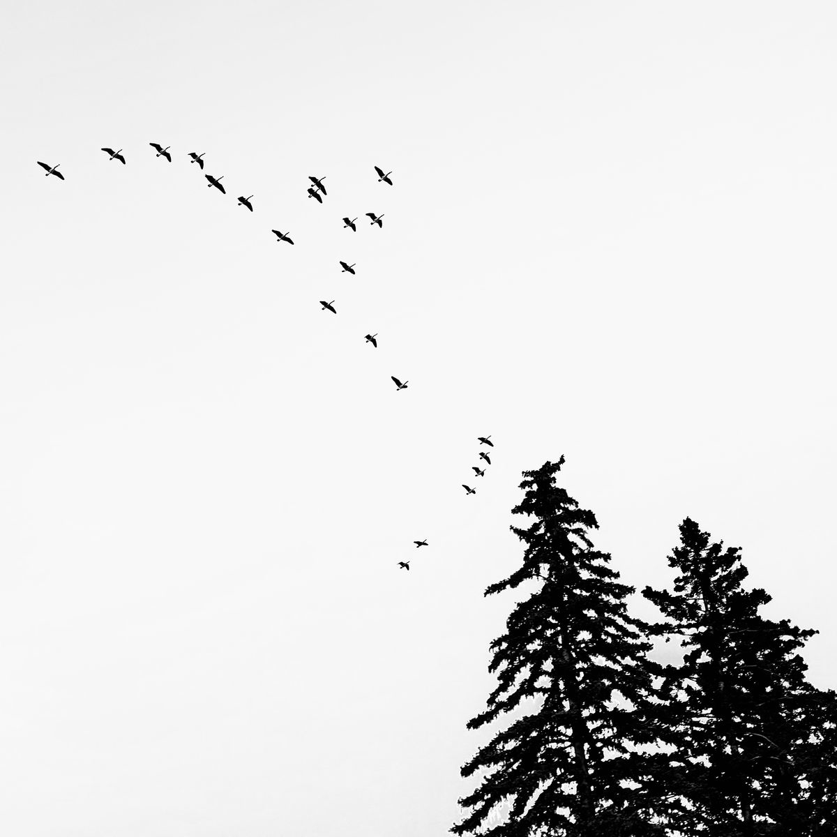 The Line of Flight